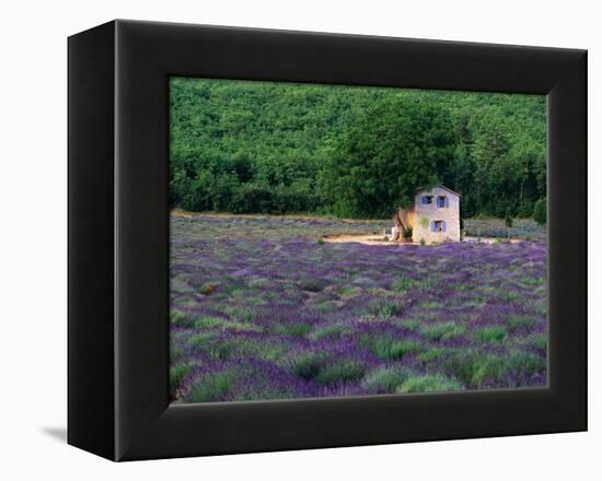 Cottage in Field of Lavender-Owen Franken-Framed Premier Image Canvas