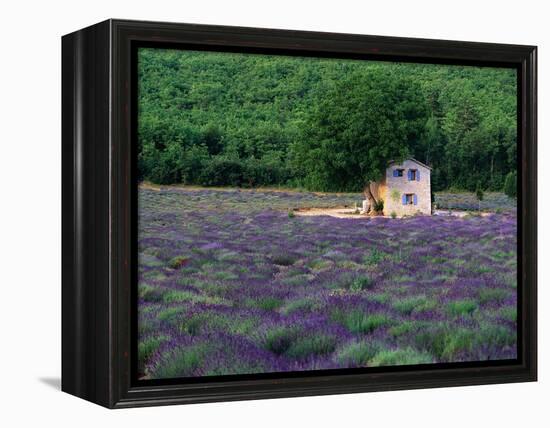 Cottage in Field of Lavender-Owen Franken-Framed Premier Image Canvas