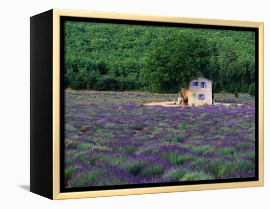 Cottage in Field of Lavender-Owen Franken-Framed Premier Image Canvas