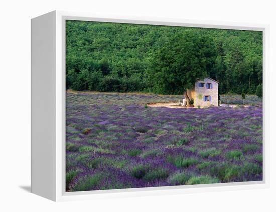 Cottage in Field of Lavender-Owen Franken-Framed Premier Image Canvas