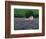 Cottage in Field of Lavender-Owen Franken-Framed Photographic Print