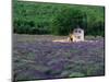 Cottage in Field of Lavender-Owen Franken-Mounted Photographic Print