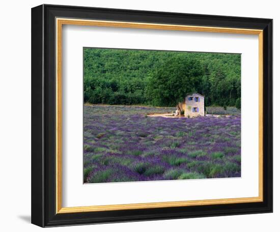 Cottage in Field of Lavender-Owen Franken-Framed Photographic Print