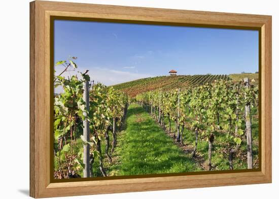 Cottage in Vineyards in Autumn, Uhlbach, Baden Wurttemberg, Germany, Europe-Markus Lange-Framed Premier Image Canvas