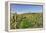 Cottage in Vineyards in Autumn, Uhlbach, Baden Wurttemberg, Germany, Europe-Markus Lange-Framed Premier Image Canvas