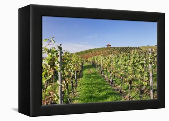 Cottage in Vineyards in Autumn, Uhlbach, Baden Wurttemberg, Germany, Europe-Markus Lange-Framed Premier Image Canvas