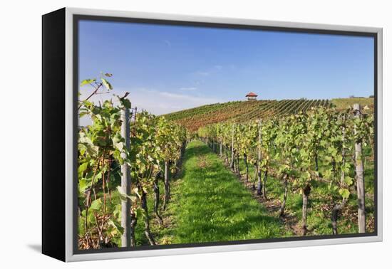 Cottage in Vineyards in Autumn, Uhlbach, Baden Wurttemberg, Germany, Europe-Markus Lange-Framed Premier Image Canvas