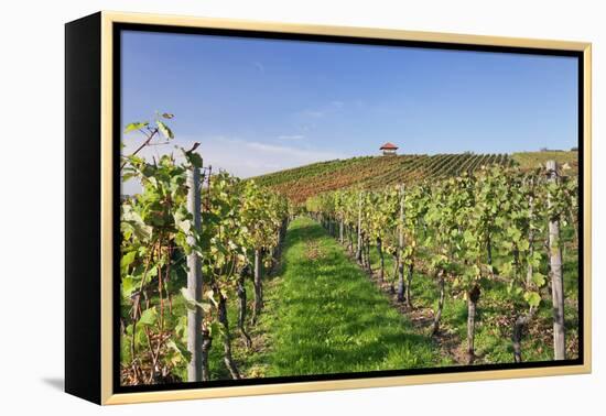 Cottage in Vineyards in Autumn, Uhlbach, Baden Wurttemberg, Germany, Europe-Markus Lange-Framed Premier Image Canvas