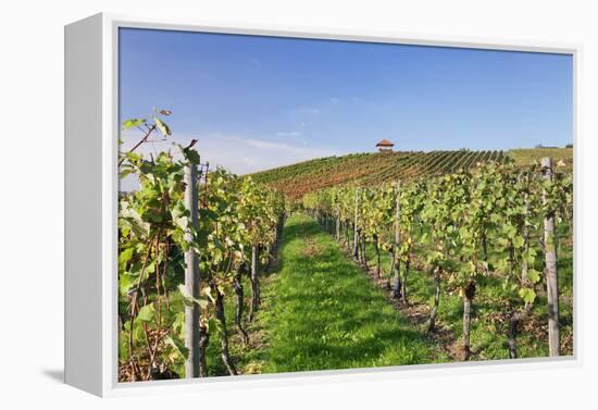 Cottage in Vineyards in Autumn, Uhlbach, Baden Wurttemberg, Germany, Europe-Markus Lange-Framed Premier Image Canvas
