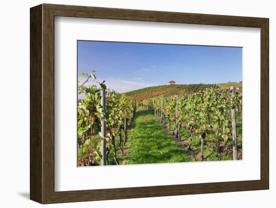 Cottage in Vineyards in Autumn, Uhlbach, Baden Wurttemberg, Germany, Europe-Markus Lange-Framed Photographic Print