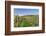 Cottage in Vineyards in Autumn, Uhlbach, Baden Wurttemberg, Germany, Europe-Markus Lange-Framed Photographic Print