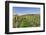 Cottage in Vineyards in Autumn, Uhlbach, Baden Wurttemberg, Germany, Europe-Markus Lange-Framed Photographic Print