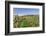 Cottage in Vineyards in Autumn, Uhlbach, Baden Wurttemberg, Germany, Europe-Markus Lange-Framed Photographic Print