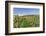 Cottage in Vineyards in Autumn, Uhlbach, Baden Wurttemberg, Germany, Europe-Markus Lange-Framed Photographic Print