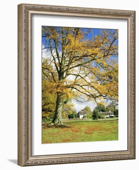 Cottages, Lyndhurst, New Forest, Hampshire, England, UK-Roy Rainford-Framed Photographic Print