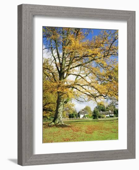 Cottages, Lyndhurst, New Forest, Hampshire, England, UK-Roy Rainford-Framed Photographic Print