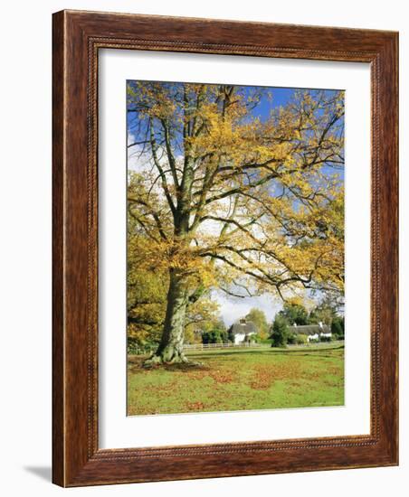 Cottages, Lyndhurst, New Forest, Hampshire, England, UK-Roy Rainford-Framed Photographic Print