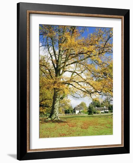 Cottages, Lyndhurst, New Forest, Hampshire, England, UK-Roy Rainford-Framed Photographic Print