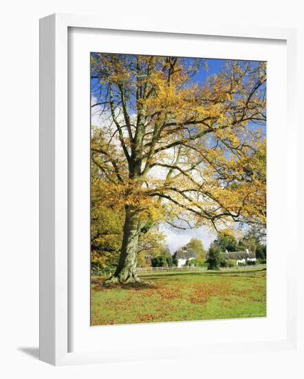 Cottages, Lyndhurst, New Forest, Hampshire, England, UK-Roy Rainford-Framed Photographic Print