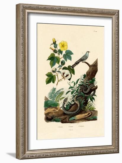 Cotton, 1833-39-null-Framed Giclee Print