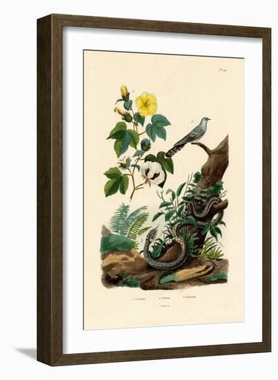 Cotton, 1833-39-null-Framed Giclee Print