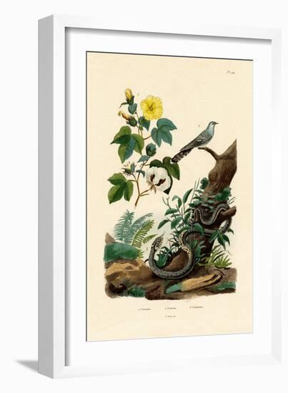 Cotton, 1833-39-null-Framed Giclee Print