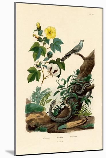 Cotton, 1833-39-null-Mounted Giclee Print