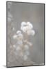 Cotton Bloom-null-Mounted Photographic Print