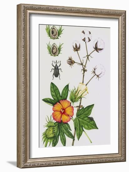 Cotton Boll Weevil And Cotton Plant-Lizzie Harper-Framed Photographic Print