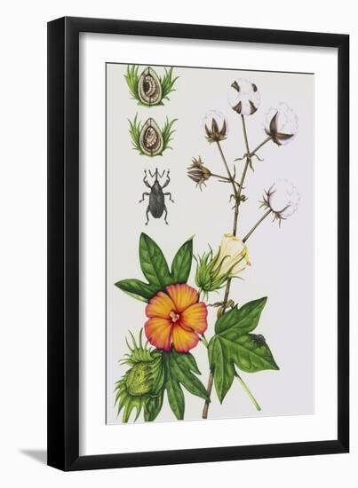 Cotton Boll Weevil And Cotton Plant-Lizzie Harper-Framed Photographic Print