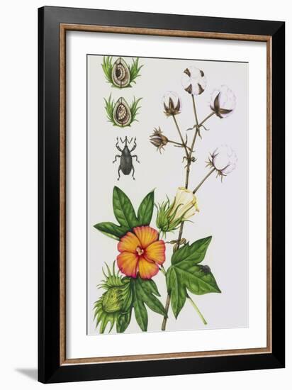 Cotton Boll Weevil And Cotton Plant-Lizzie Harper-Framed Photographic Print