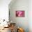 Cotton Candy Curly Cue-Camilla D'Errico-Framed Stretched Canvas displayed on a wall