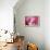 Cotton Candy Curly Cue-Camilla D'Errico-Framed Stretched Canvas displayed on a wall