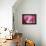 Cotton Candy Curly Cue-Camilla D'Errico-Framed Stretched Canvas displayed on a wall