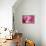 Cotton Candy Curly Cue-Camilla D'Errico-Framed Stretched Canvas displayed on a wall