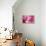 Cotton Candy Curly Cue-Camilla D'Errico-Framed Stretched Canvas displayed on a wall