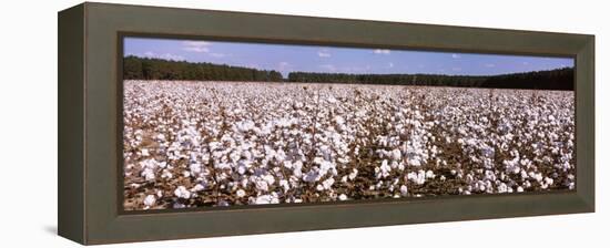 Cotton Crops in a Field, Georgia, USA-null-Framed Premier Image Canvas