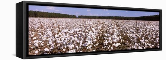 Cotton Crops in a Field, Georgia, USA-null-Framed Premier Image Canvas
