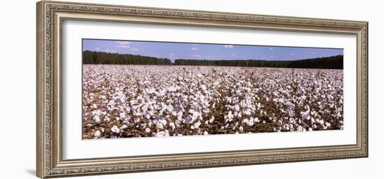 Cotton Crops in a Field, Georgia, USA-null-Framed Photographic Print