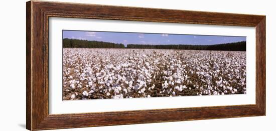 Cotton Crops in a Field, Georgia, USA-null-Framed Photographic Print