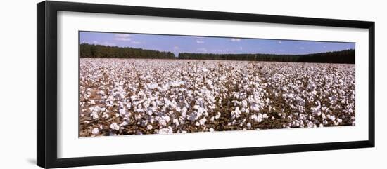 Cotton Crops in a Field, Georgia, USA-null-Framed Photographic Print