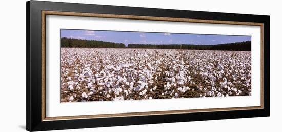 Cotton Crops in a Field, Georgia, USA-null-Framed Photographic Print