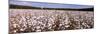 Cotton Crops in a Field, Georgia, USA-null-Mounted Photographic Print