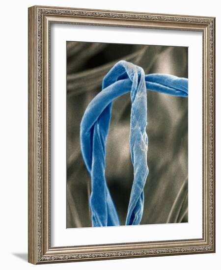 Cotton Fibers-Jim Zuckerman-Framed Photographic Print