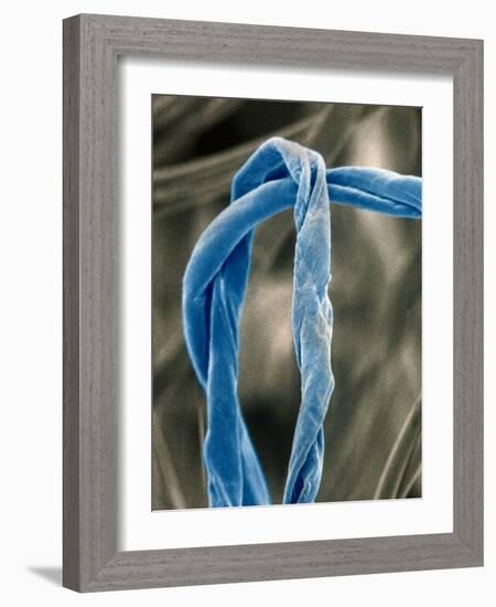 Cotton Fibers-Jim Zuckerman-Framed Photographic Print