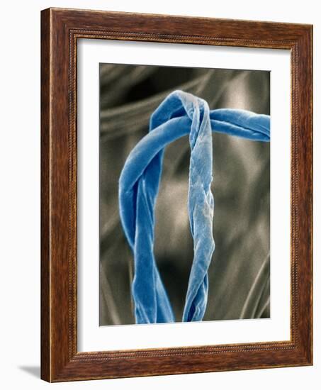 Cotton Fibers-Jim Zuckerman-Framed Photographic Print