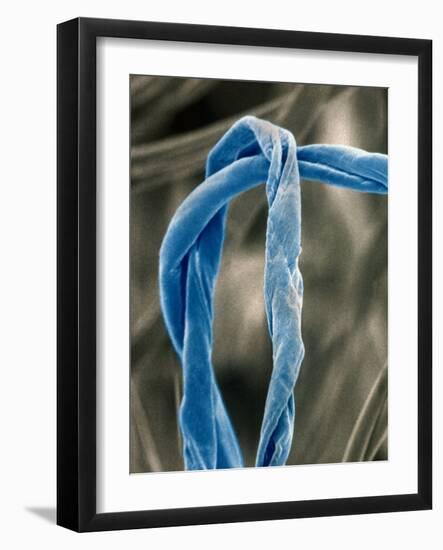 Cotton Fibers-Jim Zuckerman-Framed Photographic Print