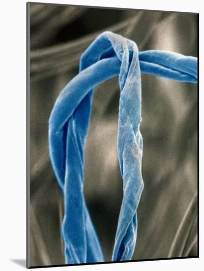 Cotton Fibers-Jim Zuckerman-Mounted Photographic Print