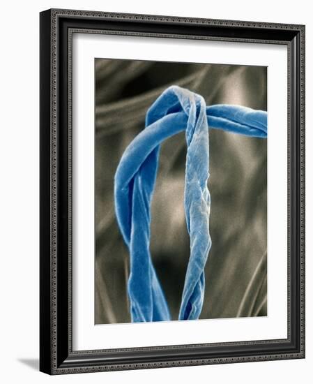 Cotton Fibers-Jim Zuckerman-Framed Photographic Print