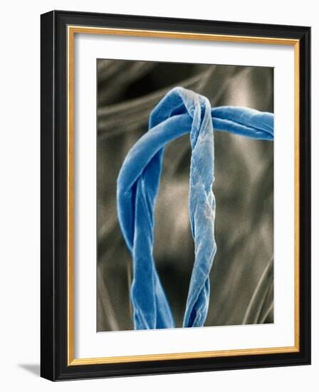 Cotton Fibers-Jim Zuckerman-Framed Photographic Print